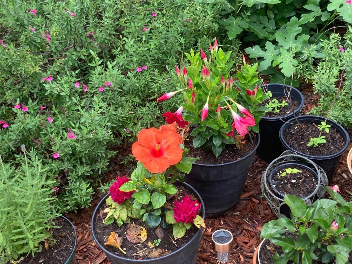 Granbury Gardens Bed And Breakfast מראה חיצוני תמונה